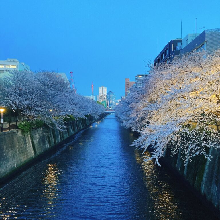 【目黒川の桜が最高！】桜の名所　目黒川の映えスポットはここ☆