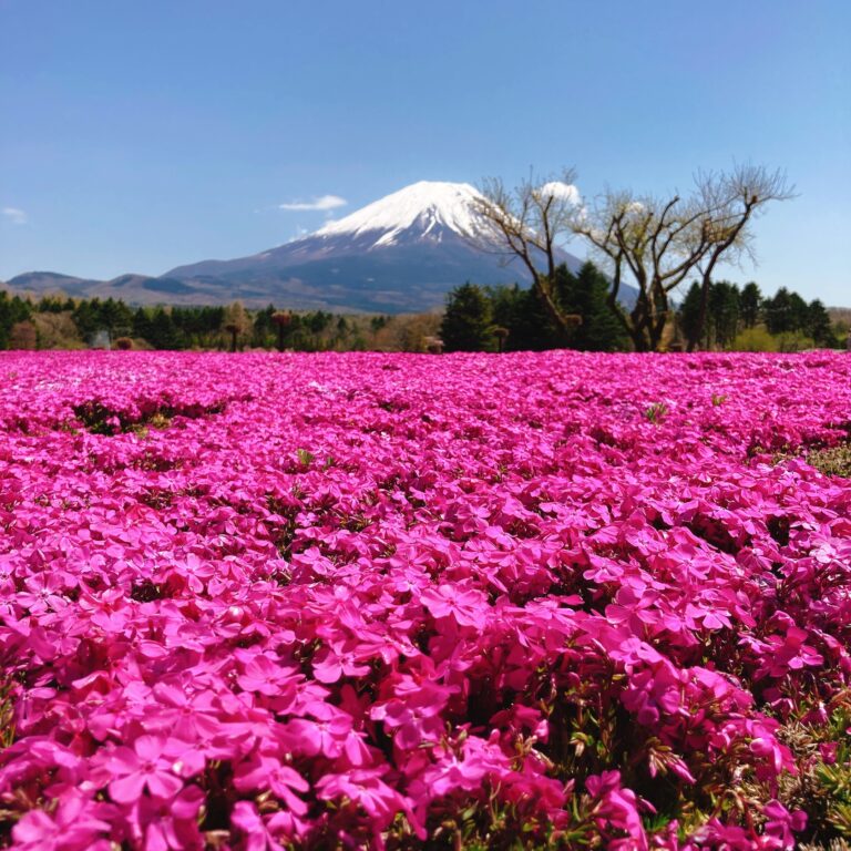 【今が見頃！】富士山と芝桜を同時にキレイに見るならコチラ