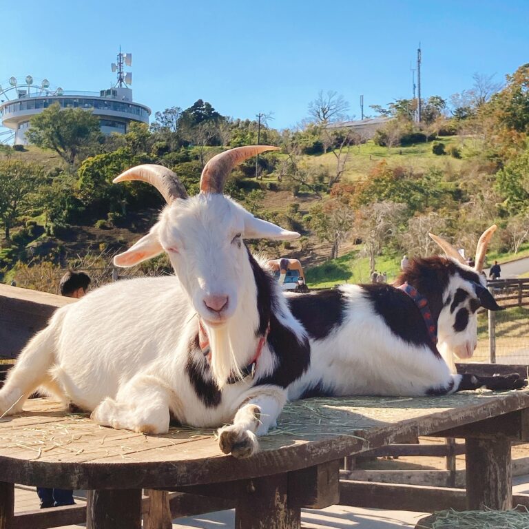 【動物の癒し】マザー牧場でたくさんの動物に癒され、はしゃいできた！